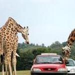 Natural Bridge Wildlife Ranch