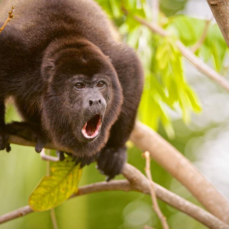 Mono Aullador (felipeignacius camiloignacius)