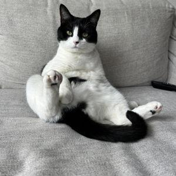 Cat sitter for our honeymoon