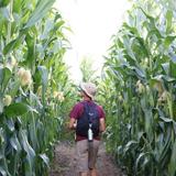 Great Vermont Corn Maze