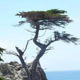 17-Mile Drive
