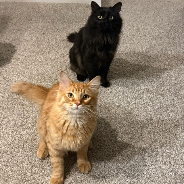 Treats and Toys for the Boys