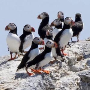 Audubon Puffin Cruise Maine | Cap'n Fish's Cruises