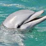 St. Pete Coastal Cruises