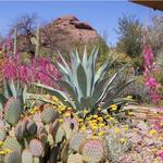 Desert Botanical Garden