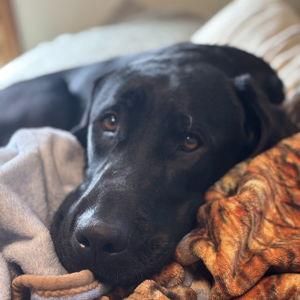 Dierks' Toy and Food Fund
