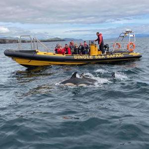 Dingle Sea Safari