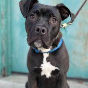 Wake County Animal Center Donations