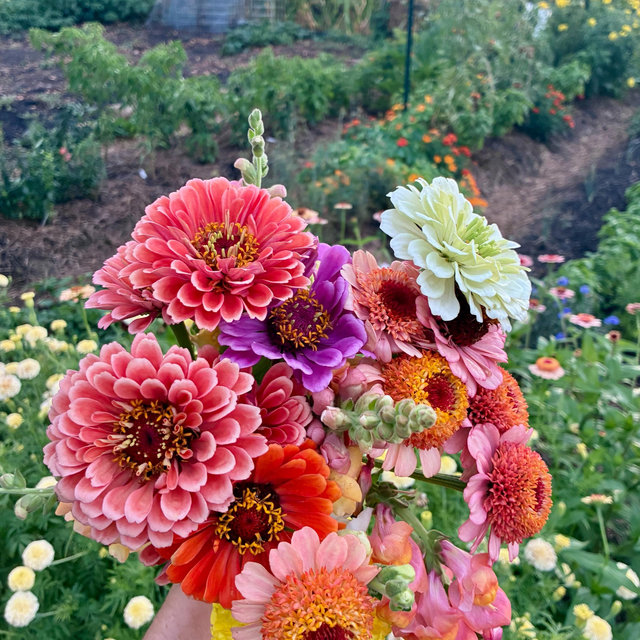 Our Garden 🌱🥕
