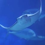 Downtown Aquarium