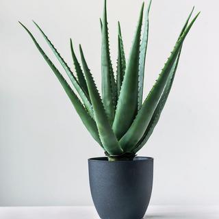 Tall Faux Aloe Plant in Pot