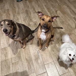 Help the Dog's adjust to their new family with a professional trainer