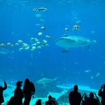 Georgia Aquarium