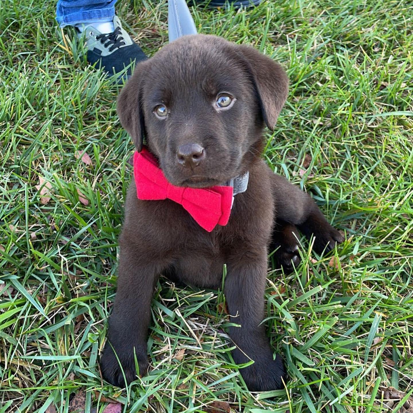 When we adopted our first puppy together, our Chocolate Lab: Chad!