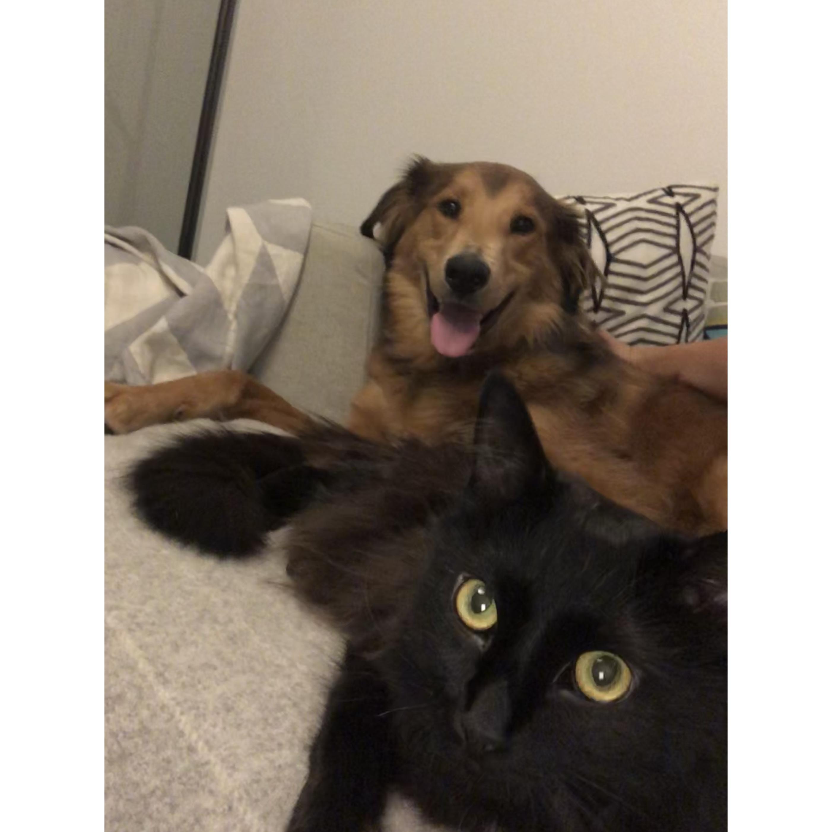 Quick pet selfie - Gus and Pepper hanging out together!