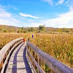 Great Swamp