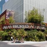 The Dallas World Aquarium