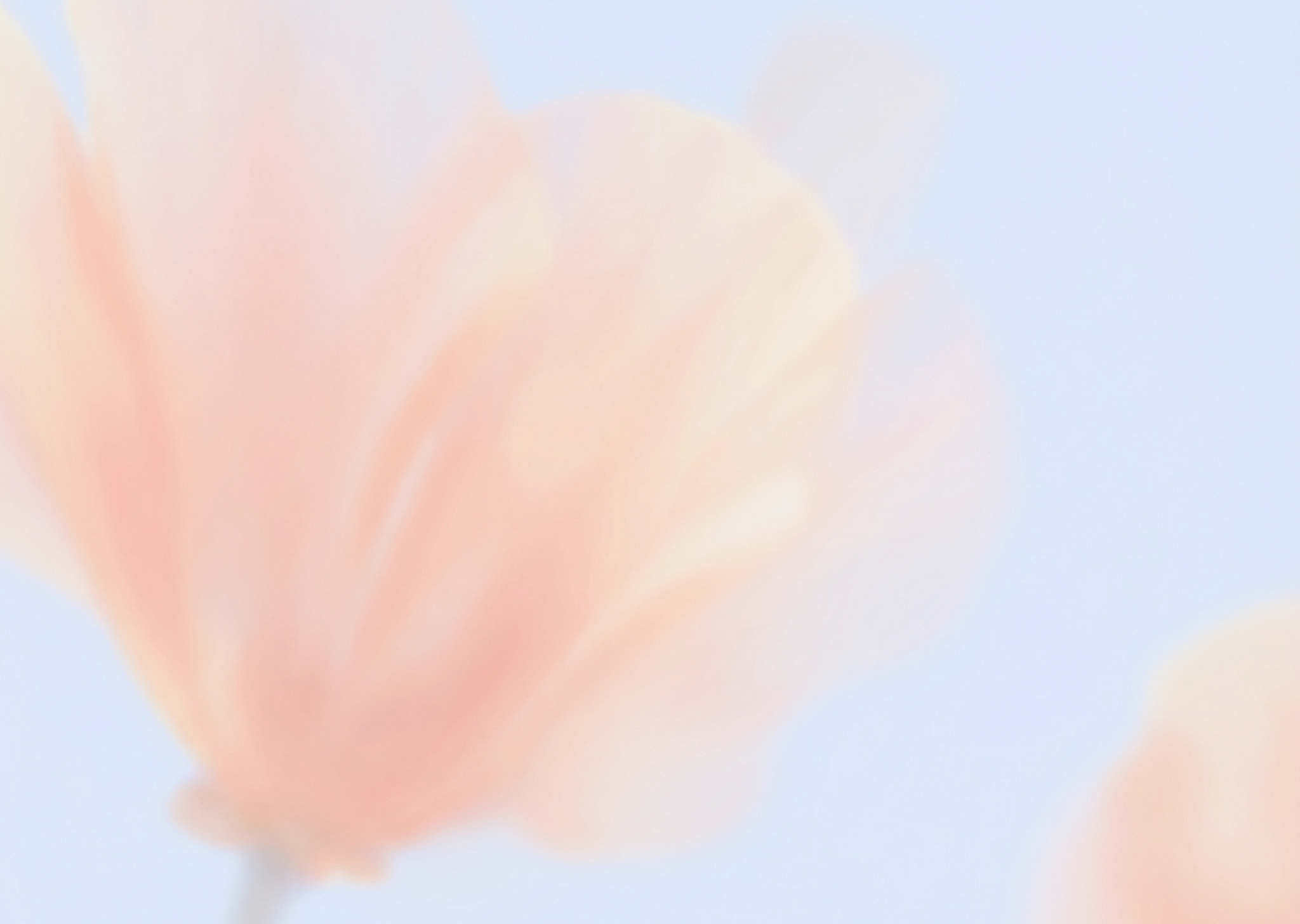 The Wedding Website of Pat Smith and Gabe Smithhhh