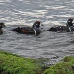 Sachuest Point National Wildlife Refuge