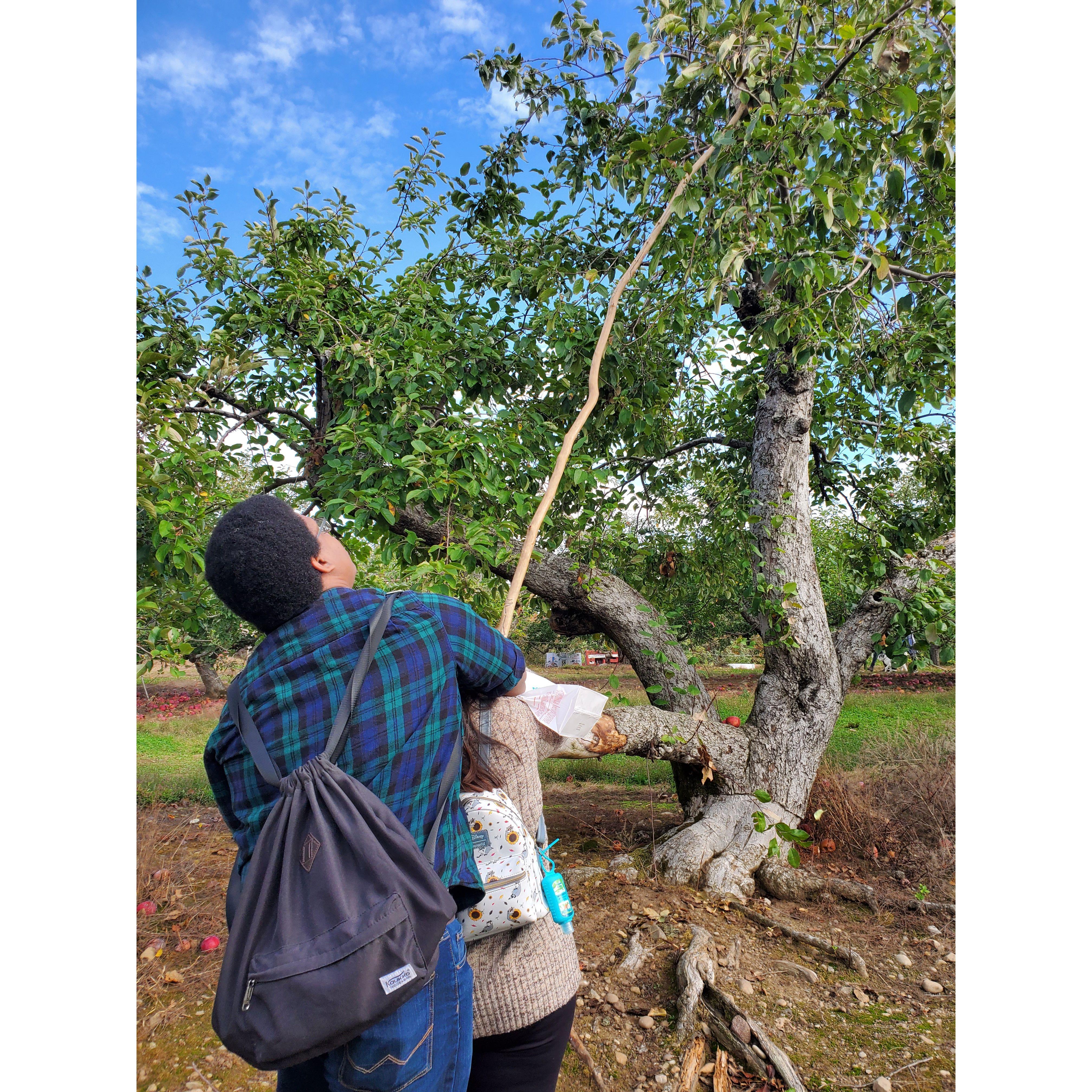 Some apple picking before the big ask!