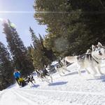 Dog Sledding by Good Times Adventure Tours