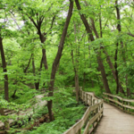 Fontenelle Forest