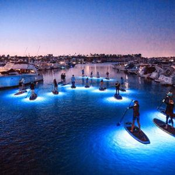 Bioluminescence Paddle Board Tour