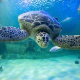 North Carolina Aquarium at Pine Knoll Shores