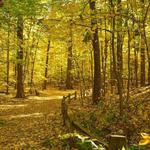Chapin Forest Reservation