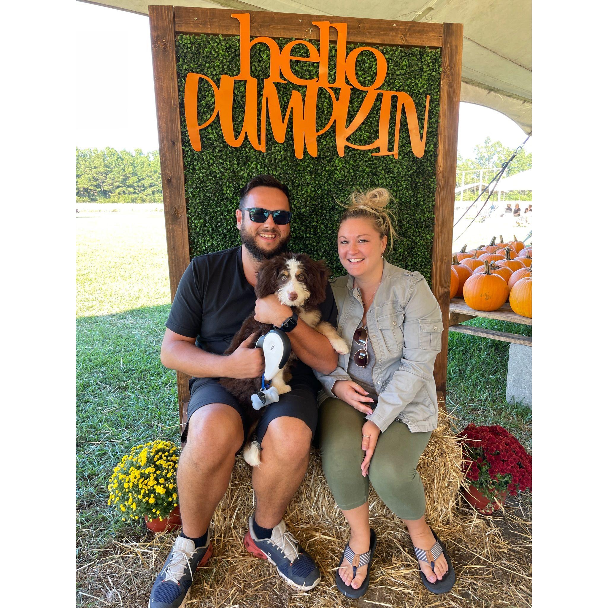 Bandit's first trip to the pumpkin patch!