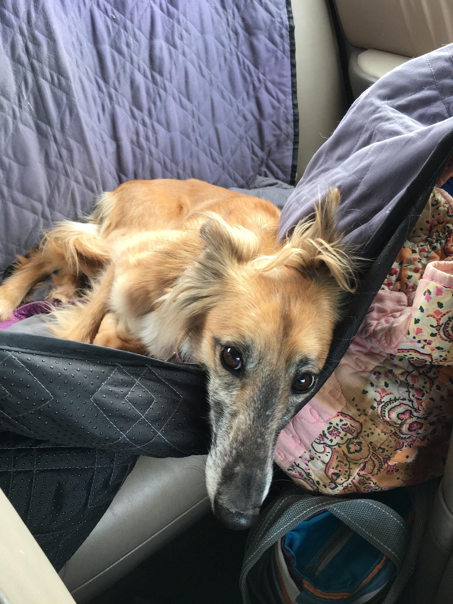 Hazelnut relaxing in the backseat after a walk :)