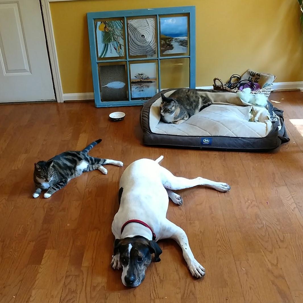 Our furry family