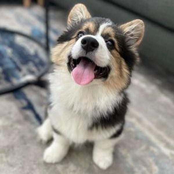 Dogsitter Fund (for Rango) - Venmo Option