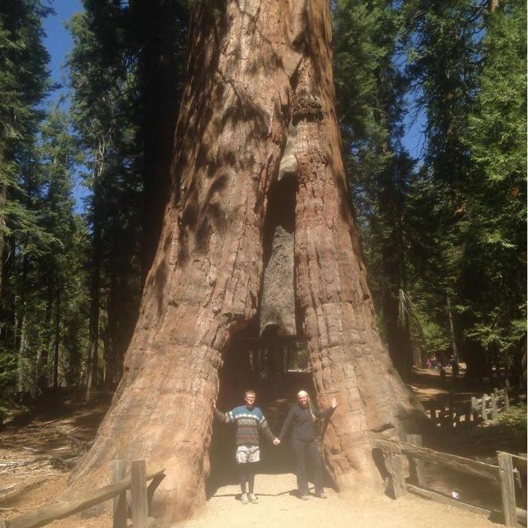 Traveling through the redwood forest on our way to Yosemite National Park