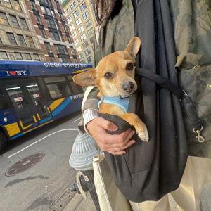 Treats for Timmy