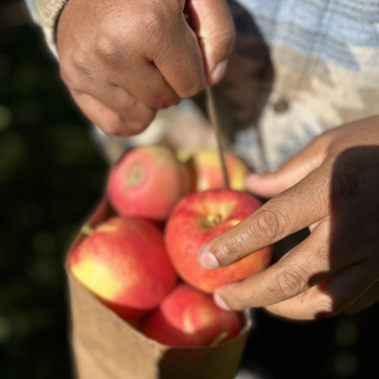 Apple picking at Chiles