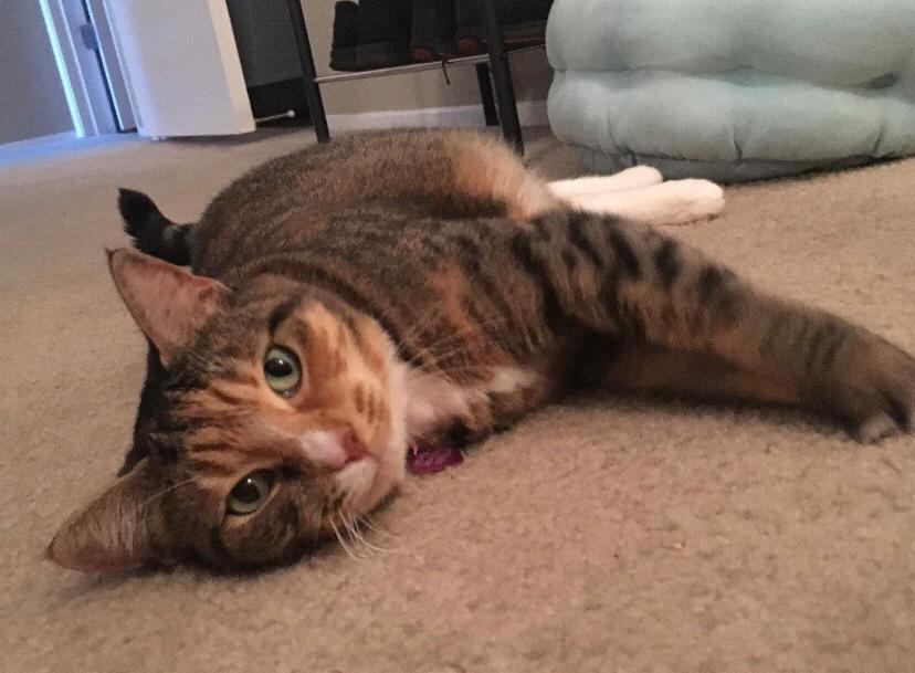 Our two kitties, Abella (a.k.a. Bells) and...