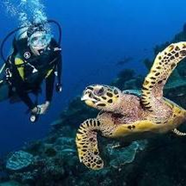 Scuba Diving on our Honeymoon!