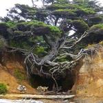 Tree of Life Cave