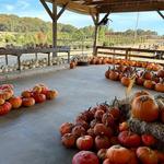 Kinsey Family Farm