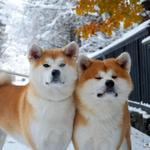 Enishi Akita-inu hotel