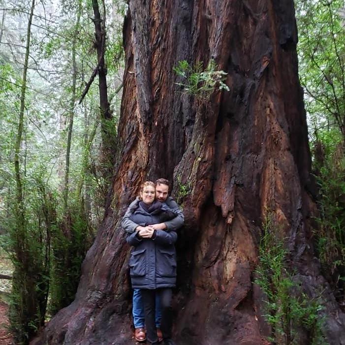 Redwood Forest