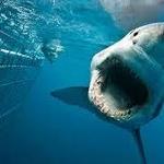 Shark Cage Diving White Shark Projects