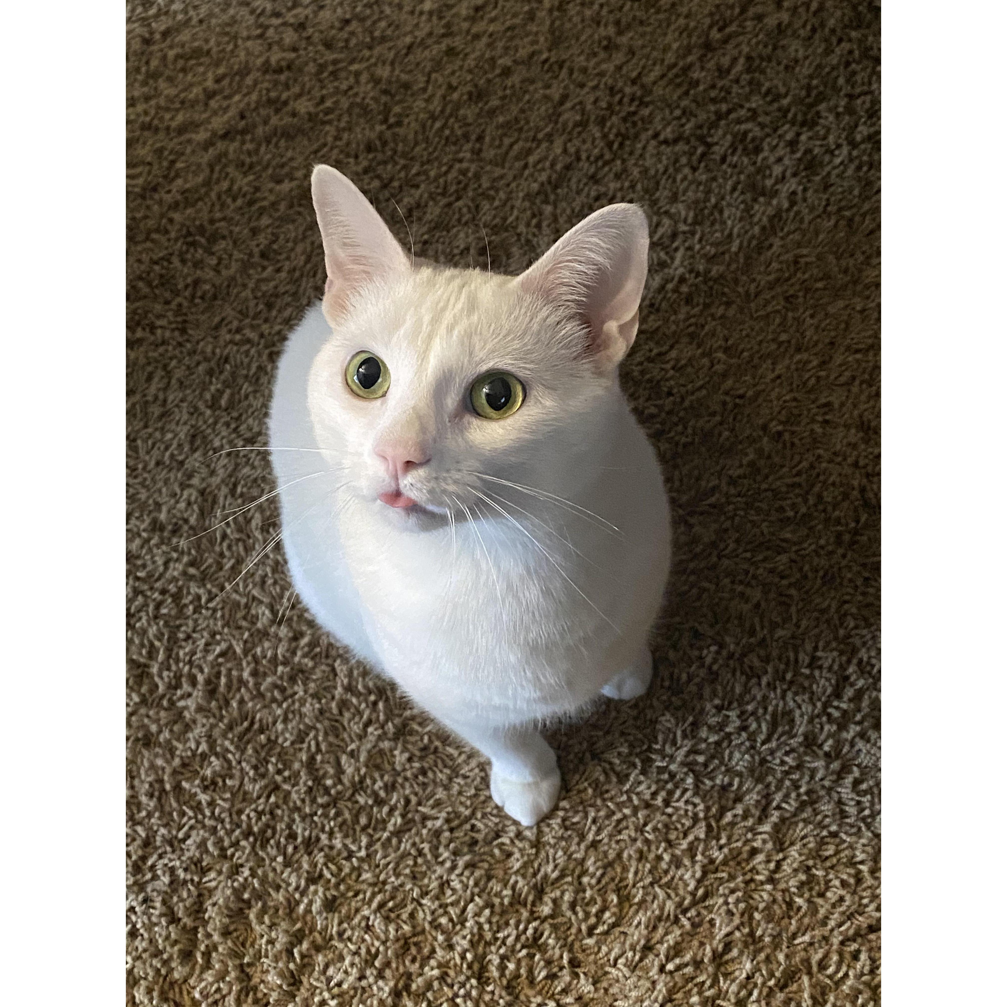 Cleo is the sassiest of them all!