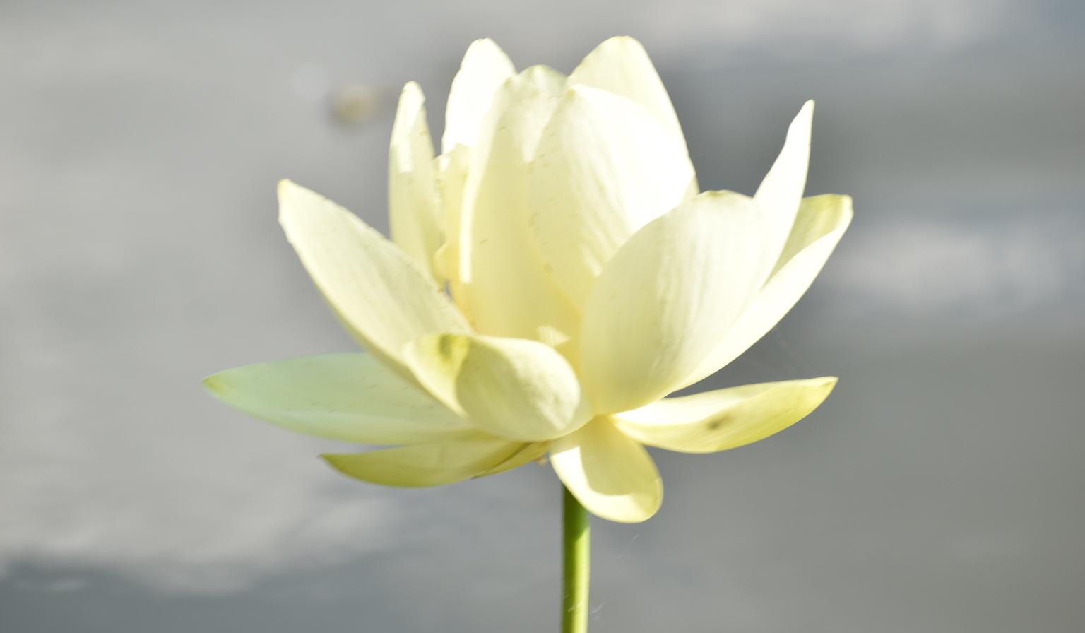 Footer image