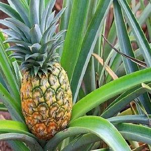 Pearl Harbor, Dole Plantation, and Polynesian Center Excursion (Honeymoon)