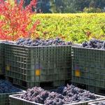 Corison Winery