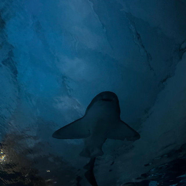 Long Beach Aquarium & Queen Mary Excursion