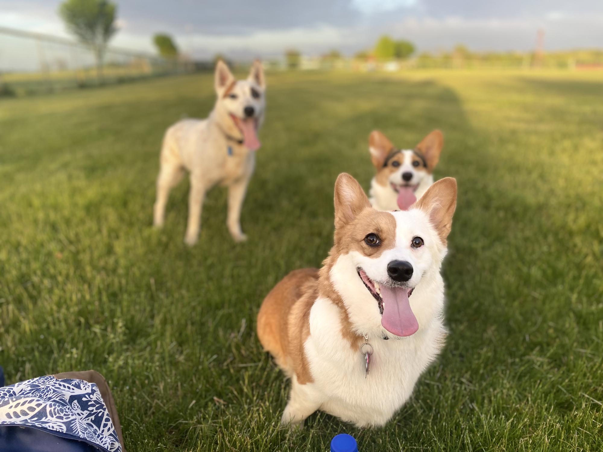 Chance, Willow, and Oaklynn