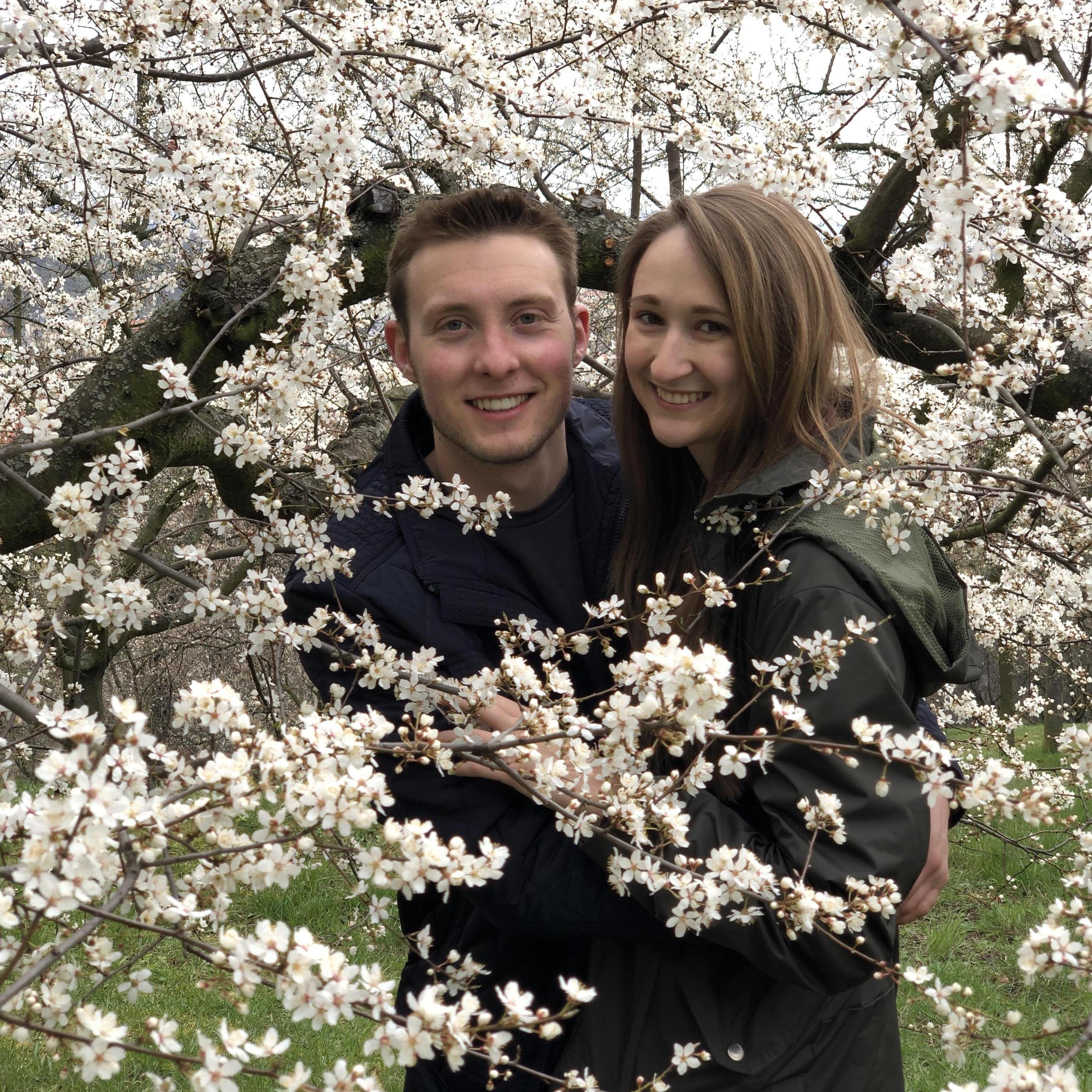 Cherry blossoms in Prague, Czech Republic